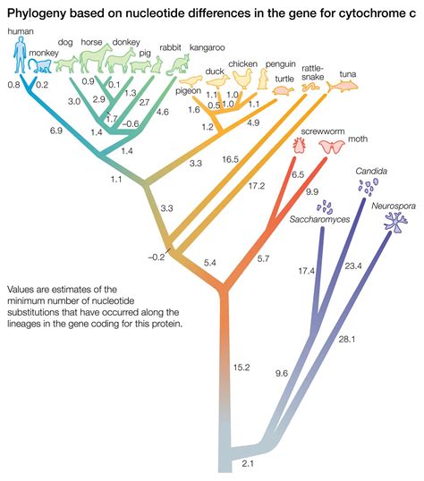 Phylogeny of .